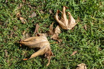 brown leaves on grass