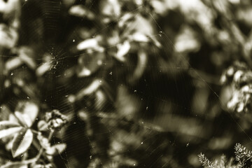 spider net on a tree