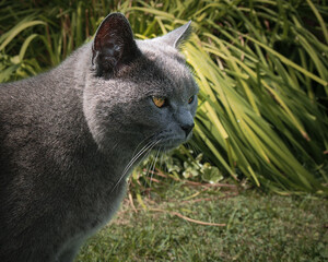 Portrait of a domestic cat