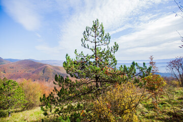 Pine tree in the mountains. Nature landscape, autumn season, blue sky with clouds.