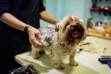 Naklejka na ściany i meble Groomer woman cutting and combing dog at grooming salon. Professional care of pets concept. High quality photo