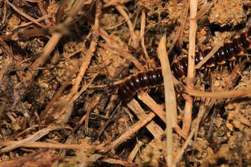 photo in scenic greenhouse millipede