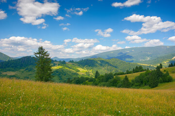 Fototapeta na wymiar grassy meadows in carpathian mountains. stunning countryside scenery in summer. fluffy clouds on the sky on a warm sunny day