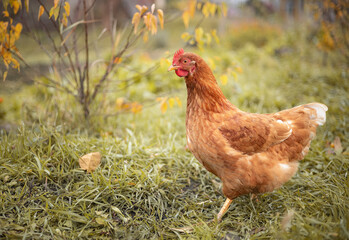 Photo of a domestic chicken in the autumn garden.