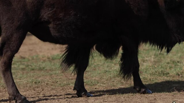 bison side profile hooves walking in dirt slomo earth flinging up