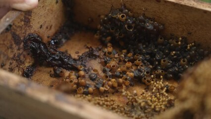 Meliponiculture Tetagonulla, Inside a Stingless Bee Colony Hive Wooden Box with Honey Pots Egg and Larvae