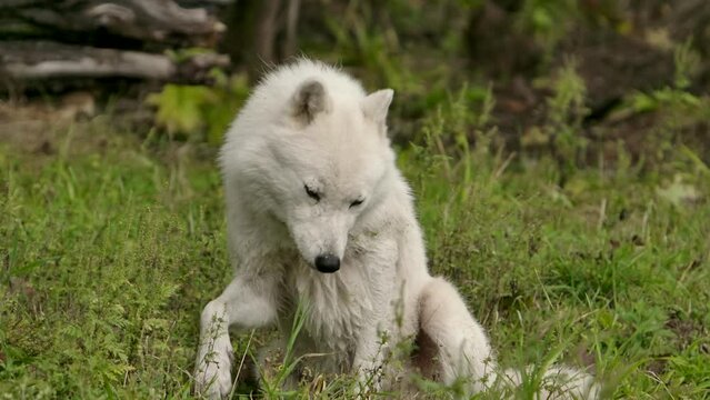 arctic wolf turns and lays down to look at you