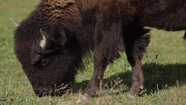 bison grazing on grass closeup slomo.