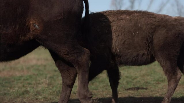 bison calf chasing mother cow for milk slomo