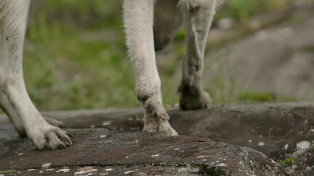 arctic wolf closeup wet paws as it walk away on rock slomo
