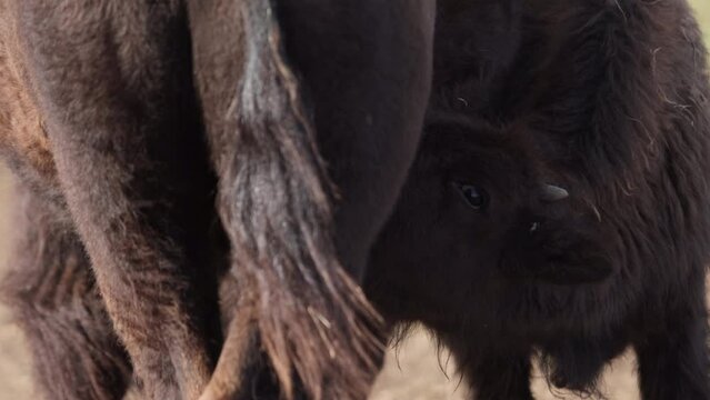 bison calf suckling mother cow for milk closeup