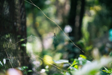 big spider in the deep forest