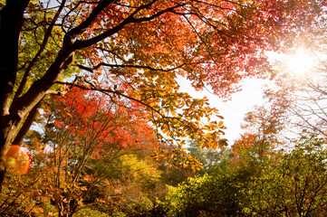 赤く紅葉した木々と木漏れ日