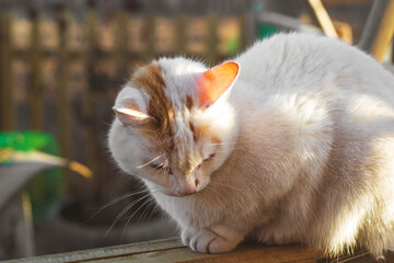 Cute White Cat With Black Speck on The Muzzle