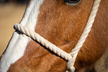 Retrato de un caballo alazán con cabezada de cuerda (close-up)