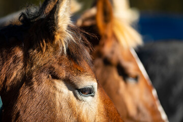 Retrato de dos potros - caballos - yeguas en una feria de ganado de otoño en los Pirineos - obrazy, fototapety, plakaty