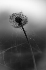 Fototapeta spider dandelion obraz