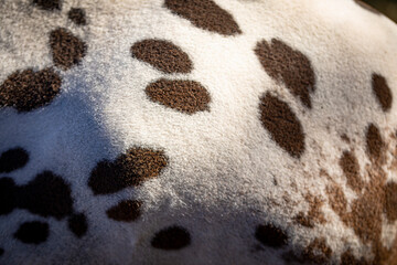 Manchas en el pelaje (piel) de un caballo