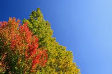 Fototapeta na wymiar 秋の公園の紅葉の唐楓とメタセコイアと青空