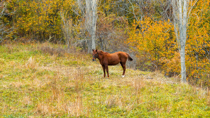 Horse in the forest