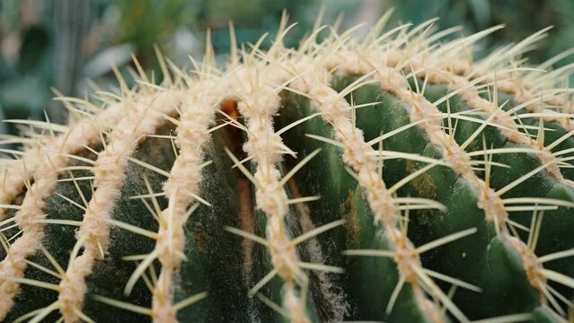 Top of green cactus with sharp thorns on blurred background