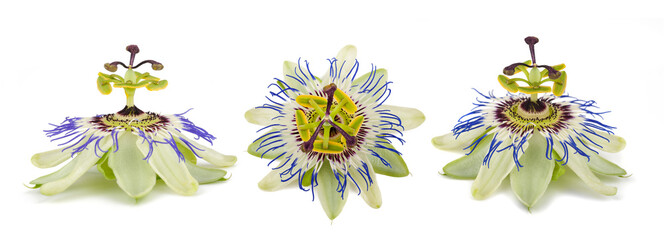 Blue passionflower