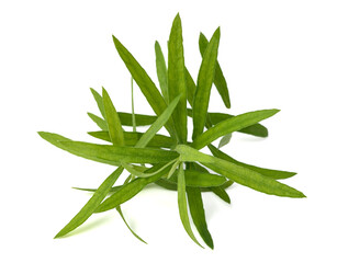 Tarragon (Artemisia dracunculus)