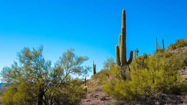 Desert autumn arid landscape in Anthem, north of Phoenix, Arizona, with Saguaro Cacti on the hill © Naya Na