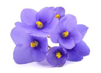 Saintpaulia (African violets)