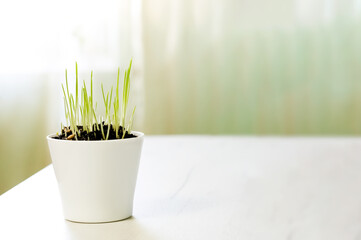 Decorative green grass in flower pot at home desk