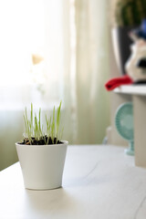 Decorative green grass in flower pot at home desk