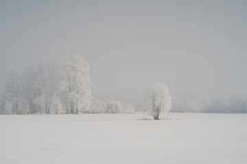 snow covered trees