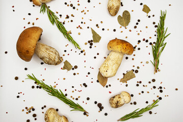 Many porcini mushrooms lying on a white background. Rosemary and peppercorns. The mushroom hunt was a success. Top view