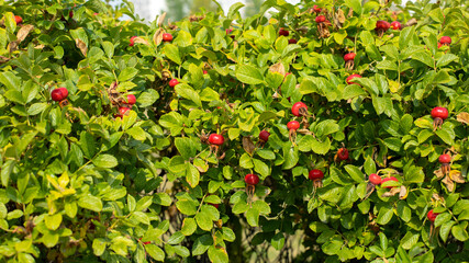 Ripe rose hips on a bush close-up, natural background horizontal photo of an ornamental garden rosehip plant