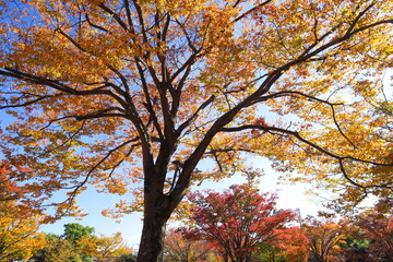 Fototapeta premium 公園の黄葉の欅と青空