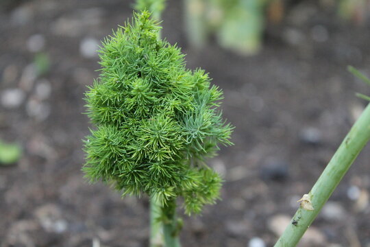 Petite asperge qui est devenue un petit bousquet qui ressemble &agrave; un petit sapin
