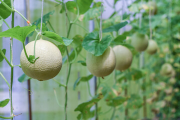 fresh melon organic fruit in green house garden