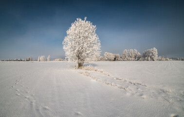 landscape with snowy tree