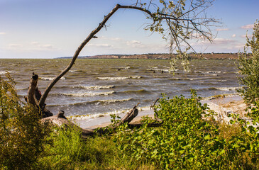 a lonely tree on the shore of the estuary with waves on the water, bushes and a view of the distant shore with clouds in the sky in summer in Ukraine