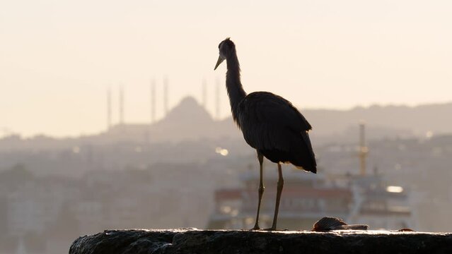 Gray Heron stands on embankment parapet with her neck outstretched, then takes a few steps and dabs something. Selective focus shot, in blurred background we can see ferry sailing along Bosphorus