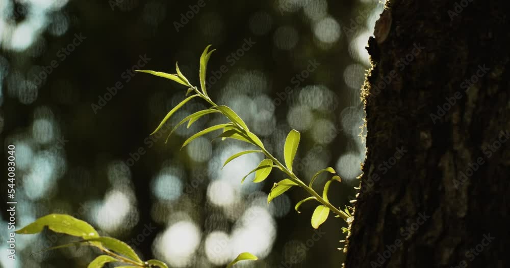 Aufkleber new sprout on the tree trunk with bokeh lights in the background. - close up