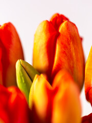Close-up pf blooming red and yellow tulips with white background