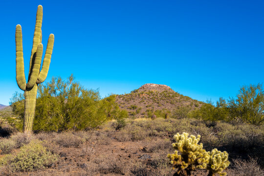 Indian Mountain and desert autumn arid landscape near Anthem, north of Phoenix, Arizona, with Saguaro and Cholla Cacti on the meadow  