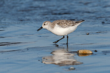 Limikolen am Meer - Pieper, Wiesenpieper, Sandpieper