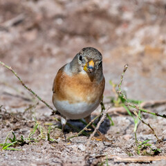 Rotkehlchen am Boden - Porträt