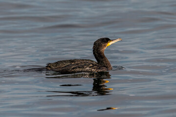 schwimmender Kormoran im Meer