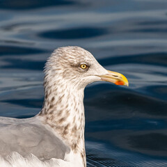 Porträt einer Sturmmöwe