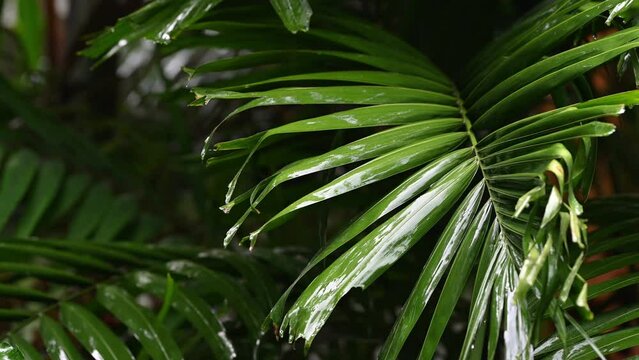Background of  fresh tropical tree leaves swaying in the rainy day with patterns forming from their shape with the falling rain.