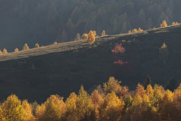 Autumn in Bran village. Rural landscape in the Carpathian Mountains, Romania