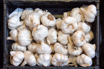 Pile of white garlic in plastic box in store. Fresh garlic on market table closeup. Spicy cooking ingredient, pile of white garlic heads, top view.